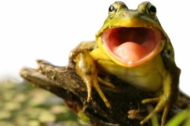 Frog yelling