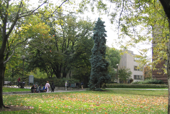 Outdoor view of Victoria College's courtyard with green trees and green grass.