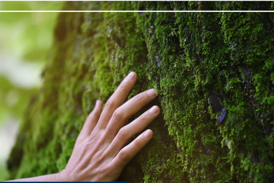 Photo of a hand on a tree 