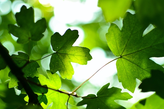 Photo of leaves 