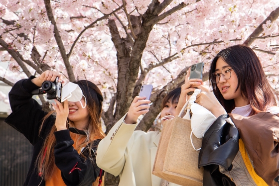 Standing under a blossoming cherry tree, three young women take pictures with phones and cameras.