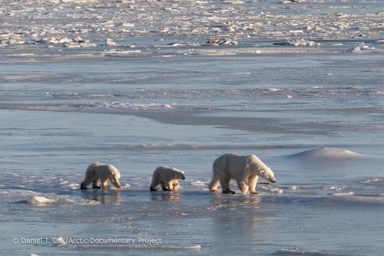 Two polar bear cubs follow their mother across melting ice awash with water.