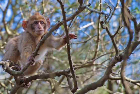 A Barbary macaque monkey grabs branches in a leafless treetop.