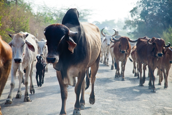 A humpbacked bull leads a herd of cows along a paved road in India.