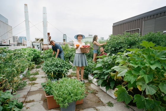 A diverse group of smiling students fill a basket with vegetables in a rooftop garden at U of T.