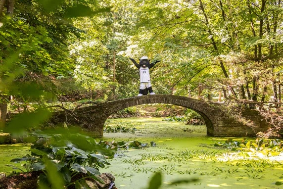 The True Blue mascot raises both arms while standing on a stone bridge arching over a lush pond in a sunlit woods.