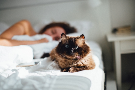 A large cat lies on a bed while a person in the background tries to sleep.