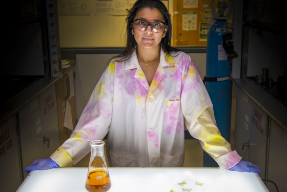 Rajshree Biswas stands behind a beaker of oil and four tiny plastic butterflies.