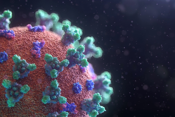 A 3D illustration of the coronavirus shows a sphere with Y-shaped protusions all over it.