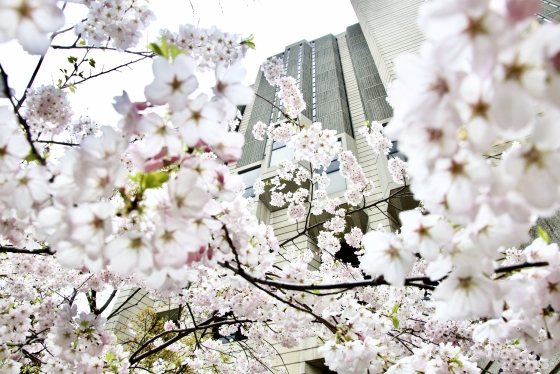 Robarts Library is framed by clusters of delicate spring cherry blossoms.