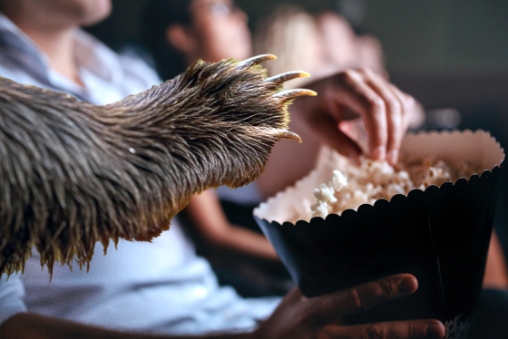 A furry paw sneaks popcorn at the movies.