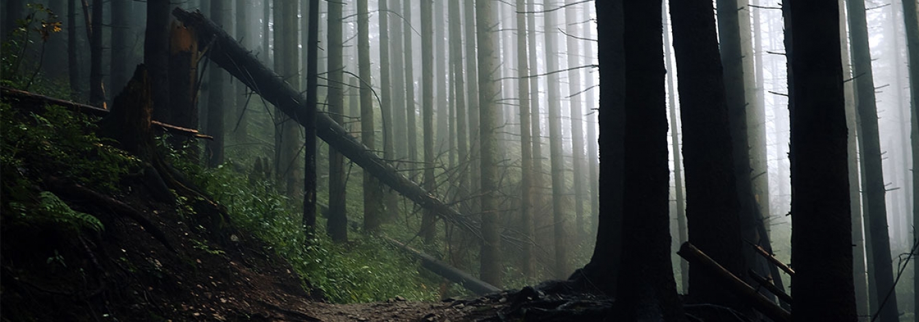 Bare tree trunks look like stripy bars in a photo of a mist-filled forest. Roots twist across the forest floor.