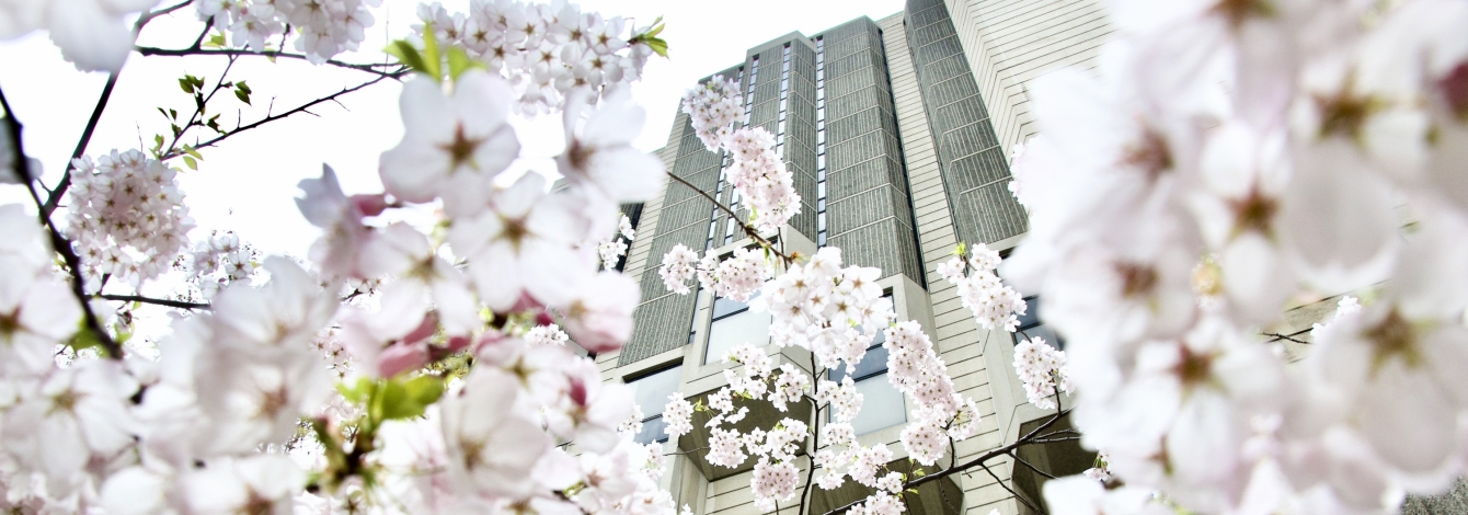 Robarts Library is framed by clusters of delicate spring cherry blossoms.