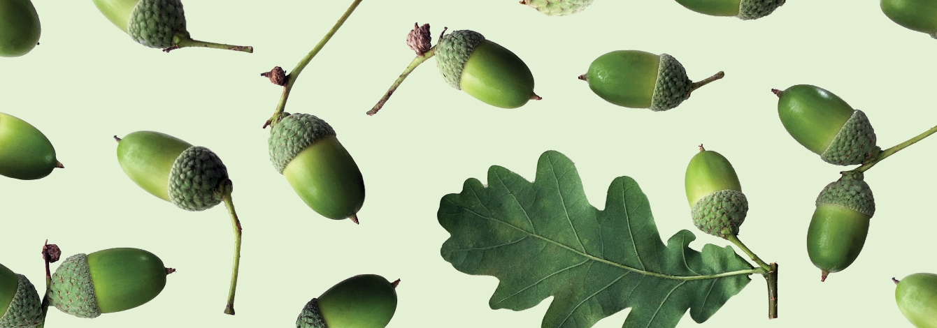 Oak leaves floating in a green background.