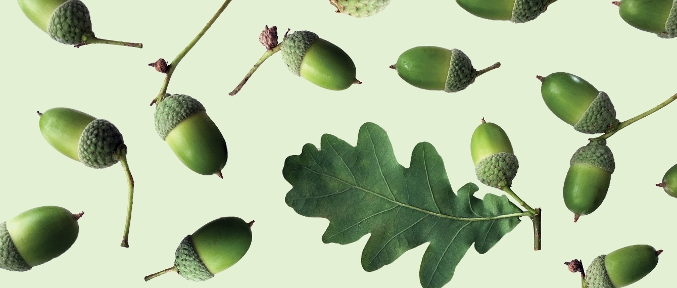 Acorn pattern.