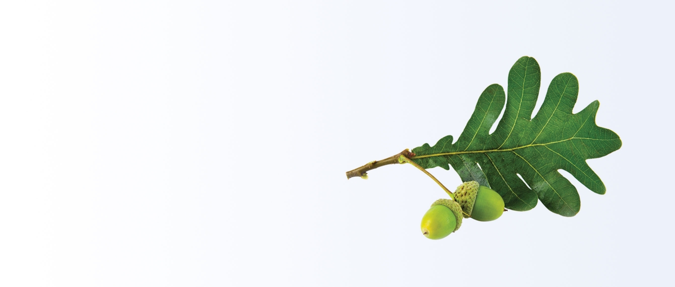 Acorn leaf