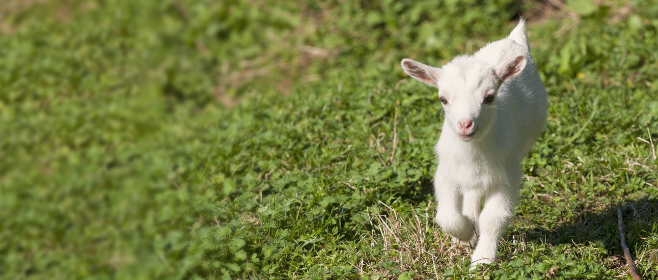Baby goat running happily in grass