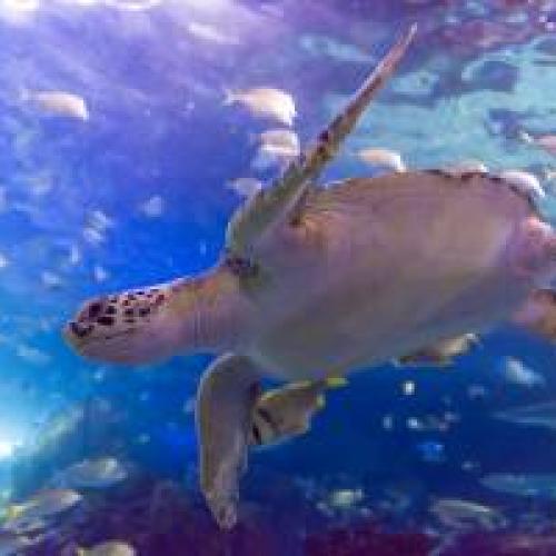 Turtle at Ripley's Aquarium