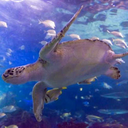 turtle on aquarium.