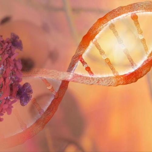 DNA strand and cancer cell