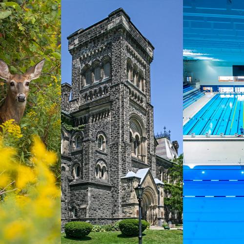 3 side-by-side images show a deer among goldenrod flowers, the tower of University College, and the Pan Am swimming pool.