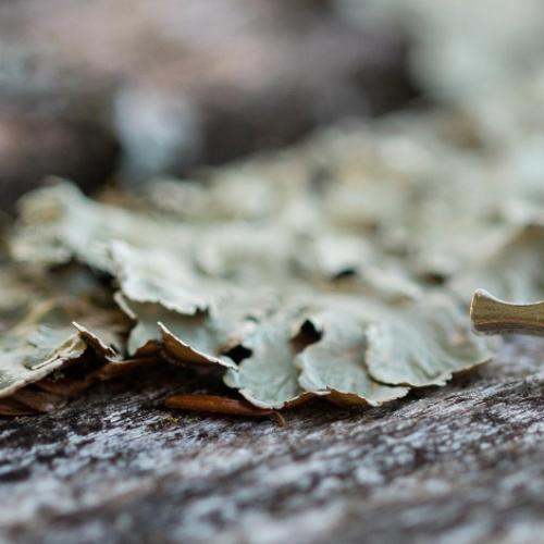 A Arbor Award pin, shaped like an oak leaf, rests on a lichen-covered log.