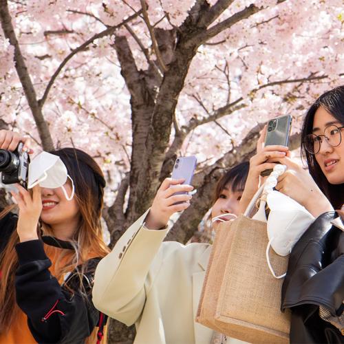 Standing under a blossoming cherry tree, three young women take pictures with phones and cameras.