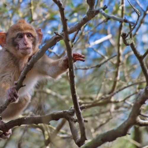 A Barbary macaque monkey grabs branches in a leafless treetop.