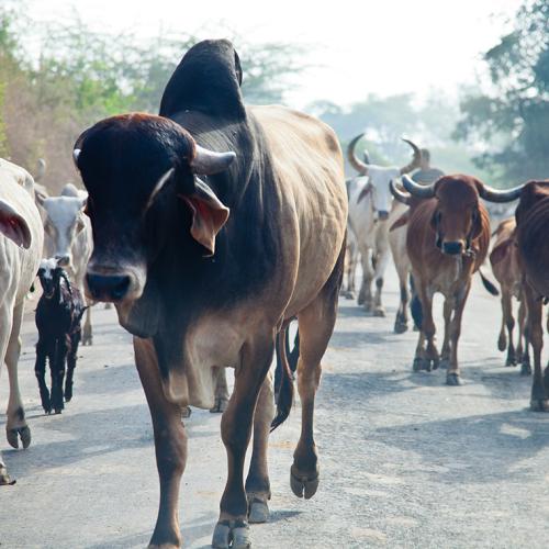 A humpbacked bull leads a herd of cows along a paved road in India.