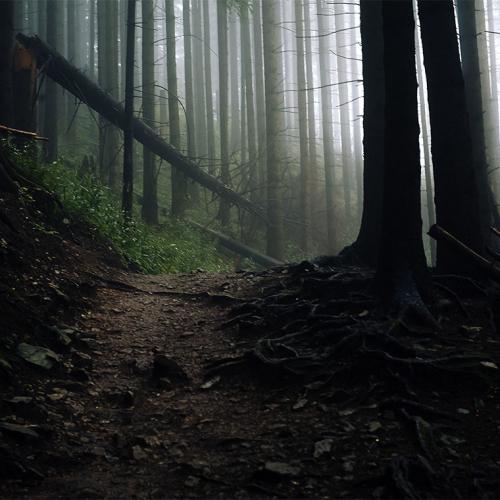 Bare tree trunks look like stripy bars in a photo of a mist-filled forest. Roots twist across the forest floor.