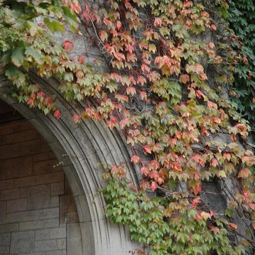 Hart House fall foliage