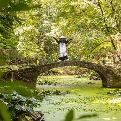 The True Blue mascot raises both arms while standing on a stone bridge arching over a lush pond in a sunlit woods.