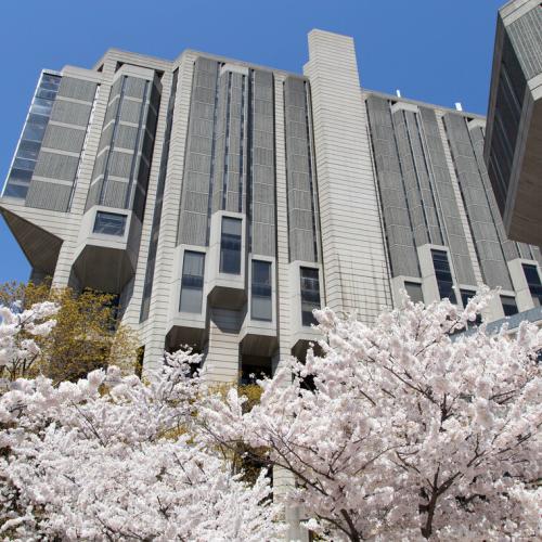 Cherry blossoms in full bloom at the base of Robarts Library on a sunny day.