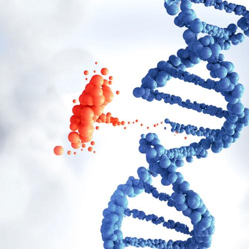 The double helix shape of a DNA strand looks like a twisted ladder made out of small balls.