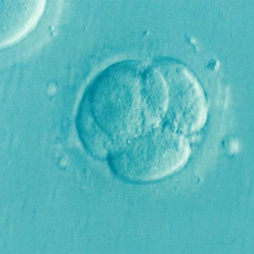 Magnified thousands of times, as a stem cell multiples, it looks like four oval blobs stuck together.