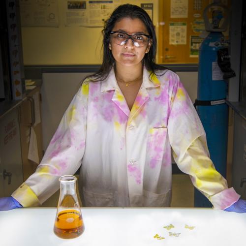 Rajshree Biswas stands behind a beaker of oil and four tiny plastic butterflies.