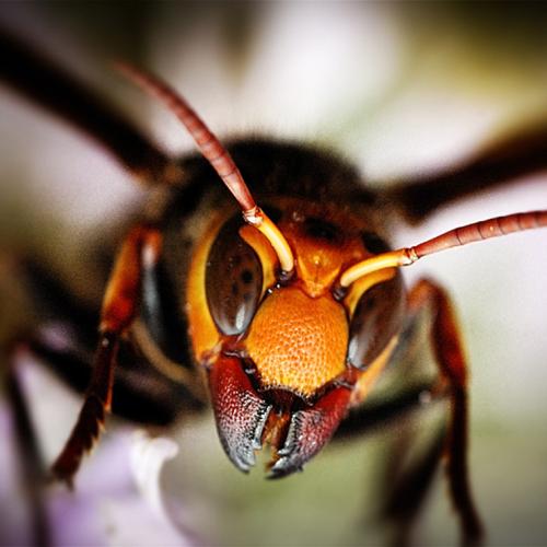 A close-up of the Asian giant hornet shows its large face, strong jaws and small eyes.
