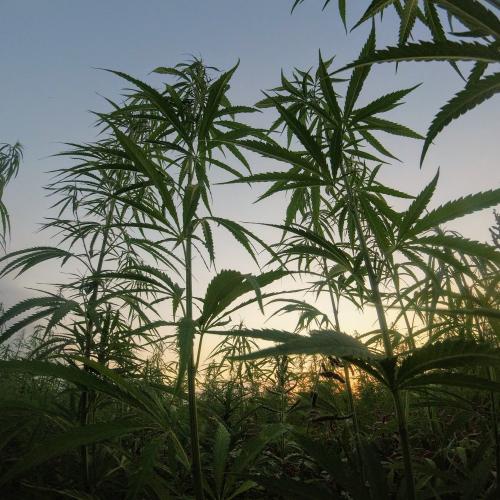 Cannibis plants as seen by someone lying on the ground looking up. The sun rises behind the spiky leaves.
