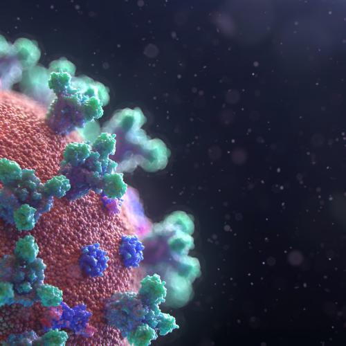 A 3D illustration of the coronavirus shows a sphere with Y-shaped protusions all over it.