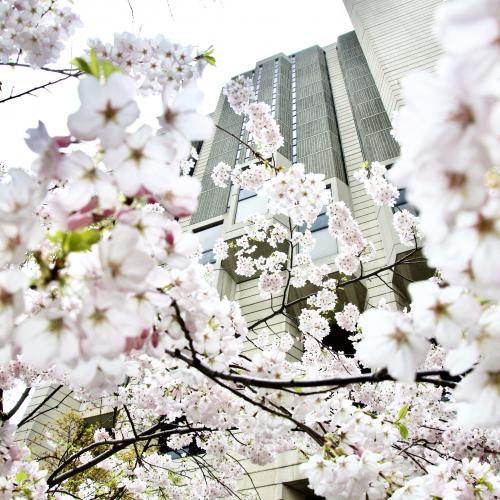 Robarts Library is framed by clusters of delicate spring cherry blossoms.