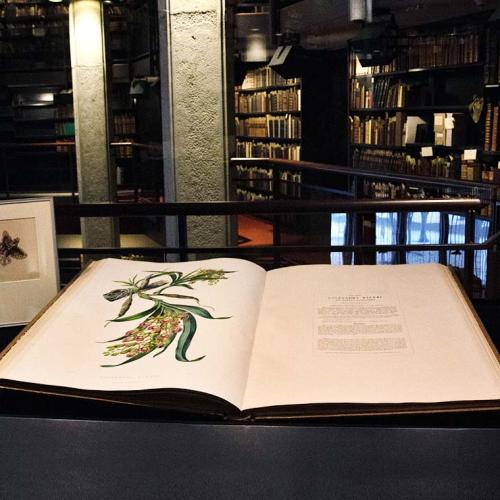 Photo of the book "Orchidaceae of Mexico and Guatemala", which weighs a whopping 38 pounds and features life-sized illustrations of orchids (photo by Romi Levine) 