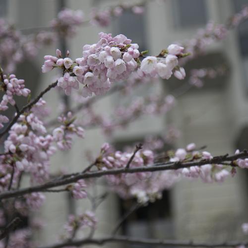 Cherry blossom trees outside Robarts Library close up (photo by Noreen Ahmed-Ullah) 