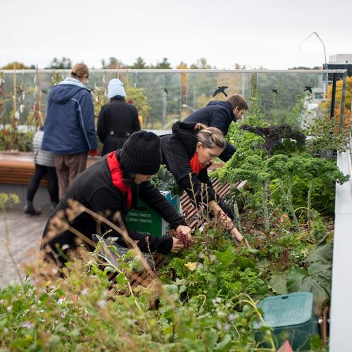 A U of T presidential committee's report on the environment, climate change and sustainability recommends, among other things, using the campus as a "living lab" for sustainability projects (photo by Nick Iwanyshyn) 