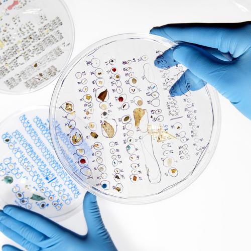 A gloved hand holds a six-inch plate covered with tiny pieces of plastic, each one labelled in pen. (photo by Paul Weeks)