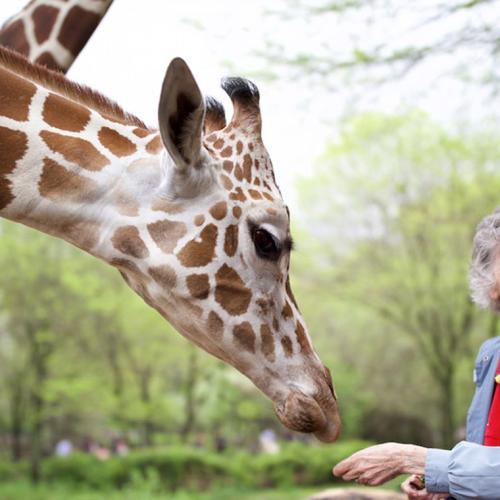 Anne Innis Dagg, seen here at the Brookfield Zoo in Chicago feeding a giraffe (photo by Elaisa Vargas) 