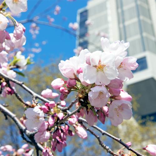 A close-up shot of delicate cherry blossoms with U of T's Robarts Library in the background.