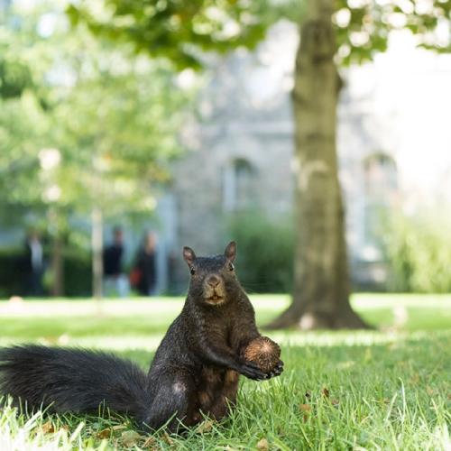 This lucky squirrel made off with a good haul near Sir Daniel Wilson Residence (photo by Laura Pedersen) 