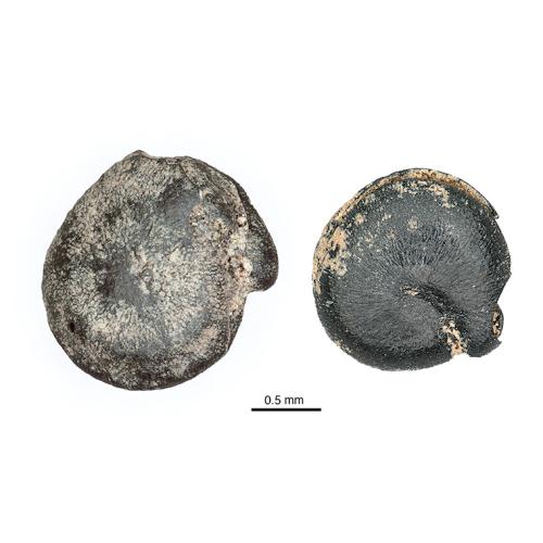 Image of two ancient seeds, each 1 millimetre across. The ancient quinoa is on the left and a wild relative is on the right. (image courtesy of Gary Crawford)