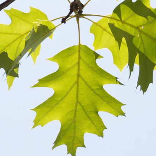 Leaves