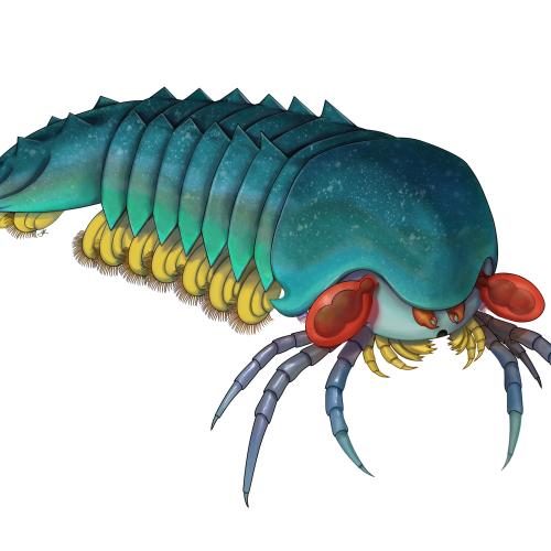 A drawing of Mollisonia plenovenatrix: a segmented body like lobster tail and several spiky, jointed legs protruding from the face.